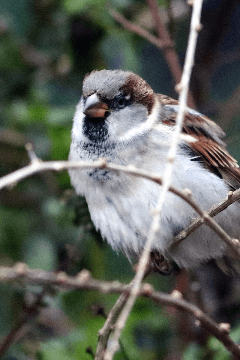 House Sparrow