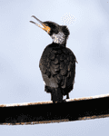 Birds Perched - photo79