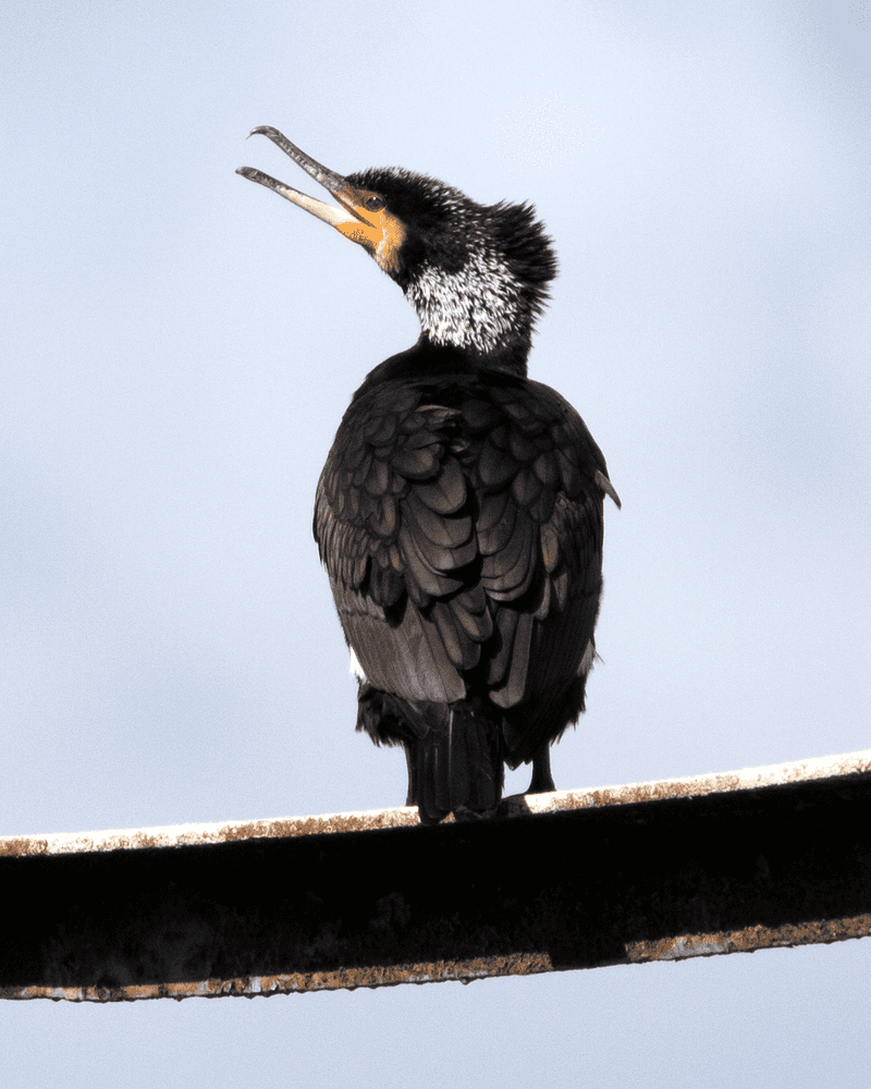 Cormorant