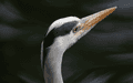 Birds By Water - photo103