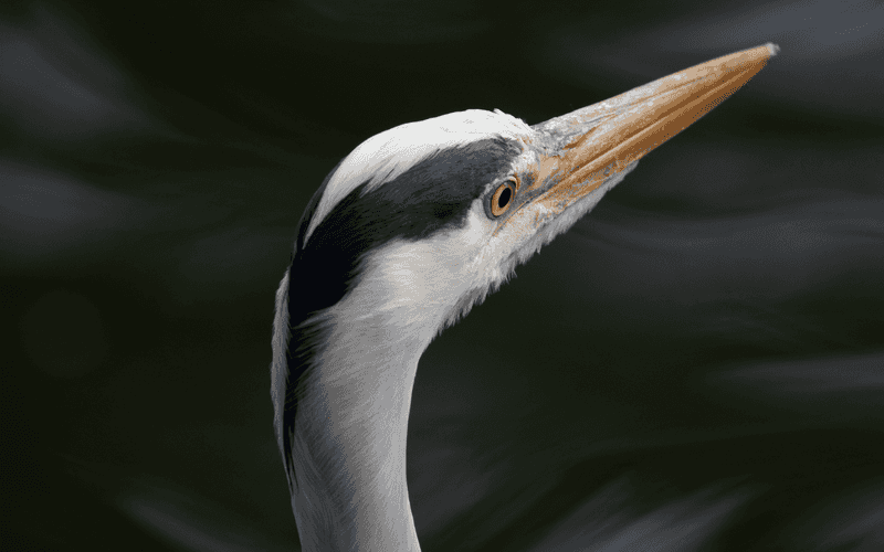 Grey Heron