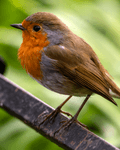 Birds Perched - photo77