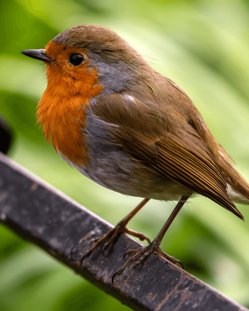 Robin