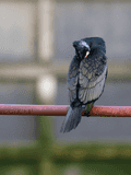 Birds Perched - photo63