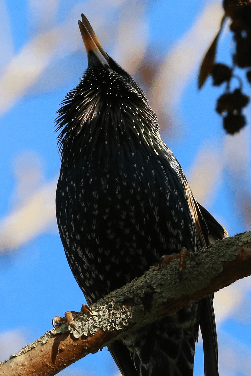 Starling