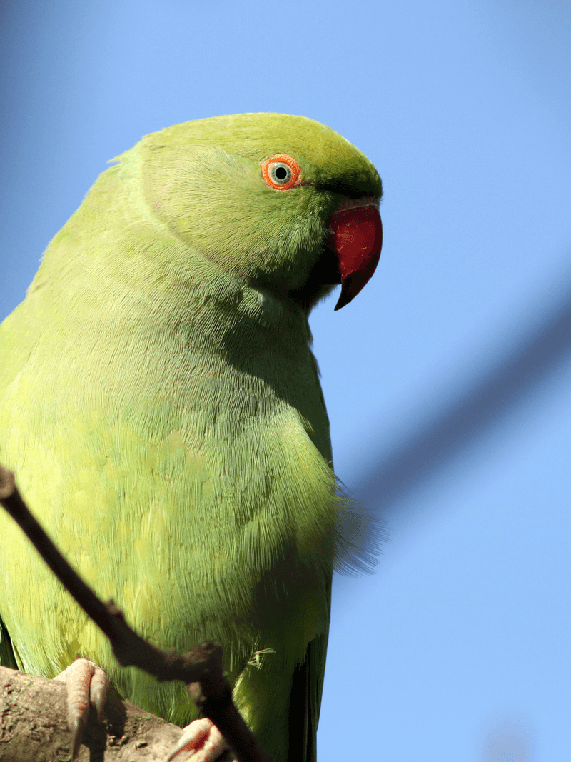 Ring-necked Parakeet
