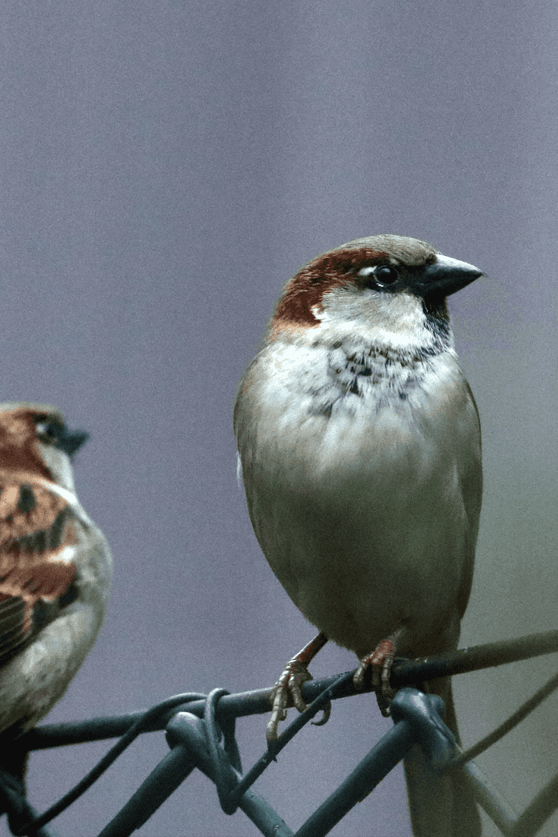 House Sparrows