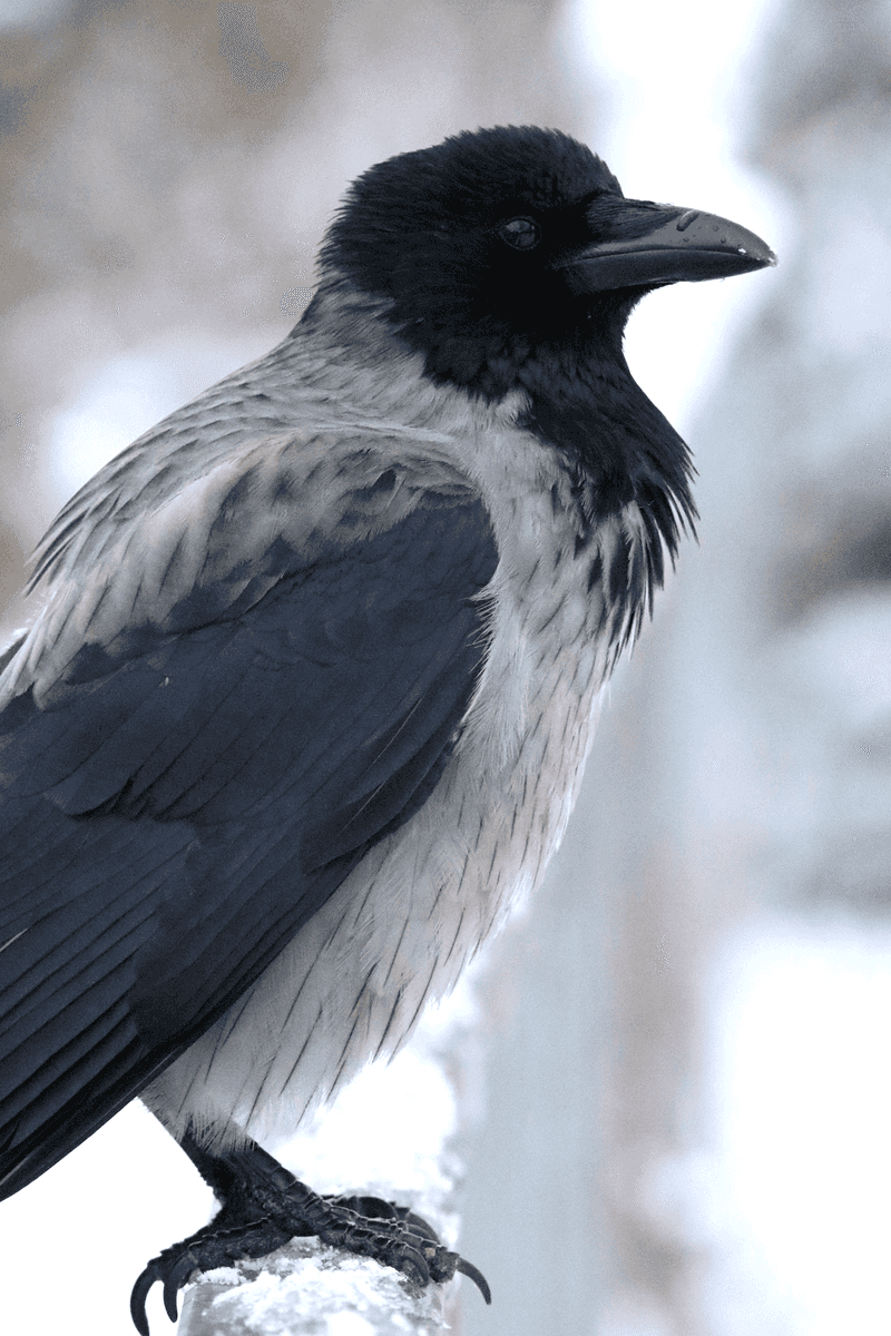 Hooded Crow