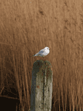 Birds Perched - photo71