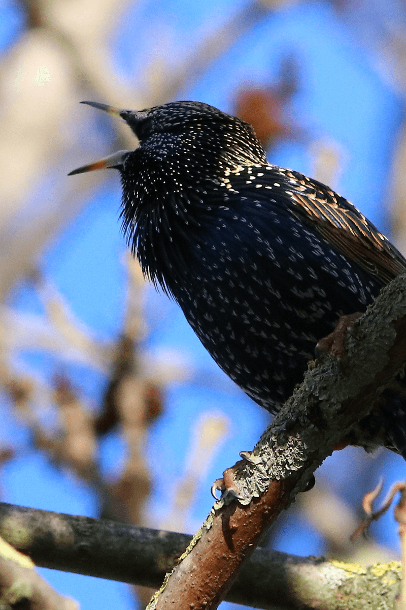 Starling