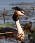 Birds By Water - photo90