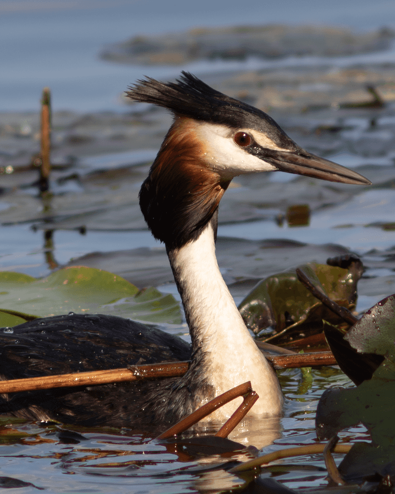 Great Crested Grebe