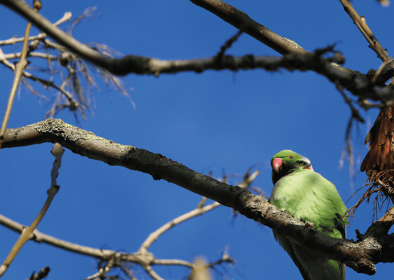 Ring-necked Parakeet