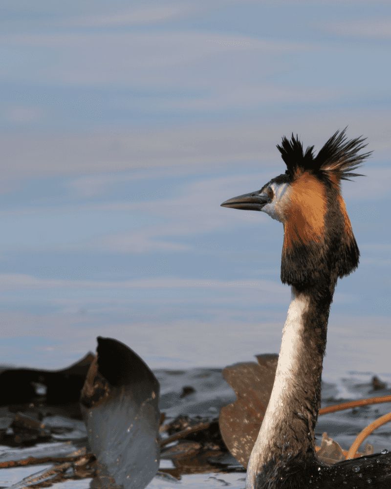 Great Crested Grebe