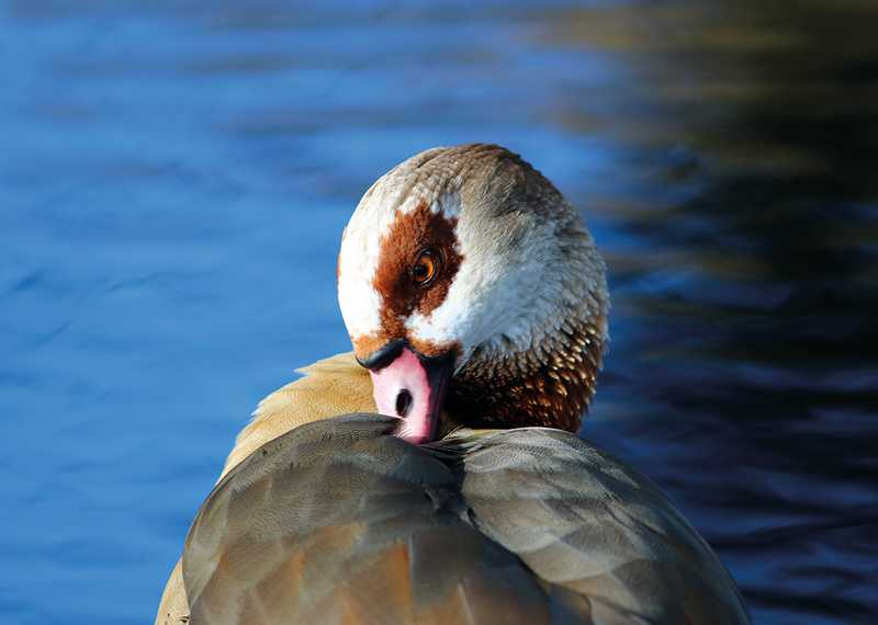 Egyptian Goose