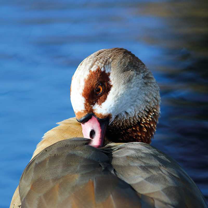 Birds By Water
