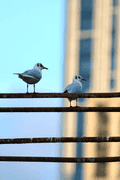 Birds Perched - photo61
