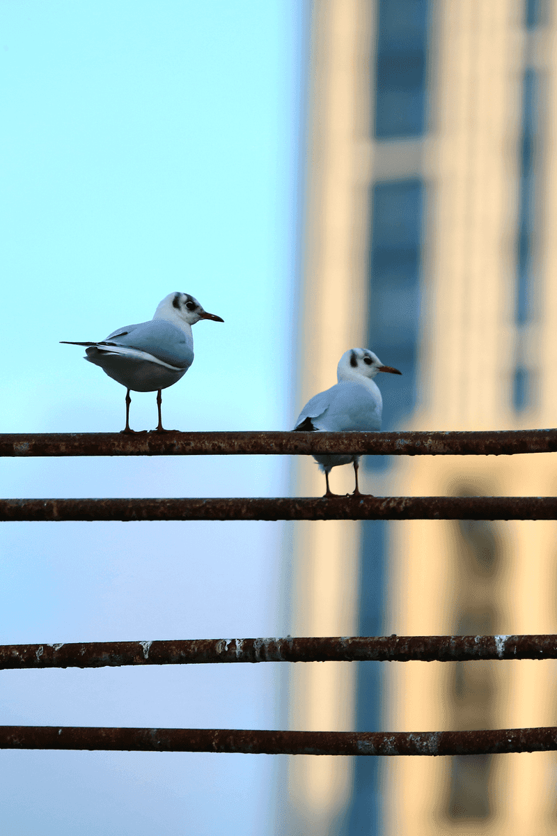 Black-headed Gulls
