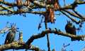 Birds In Trees - photo13