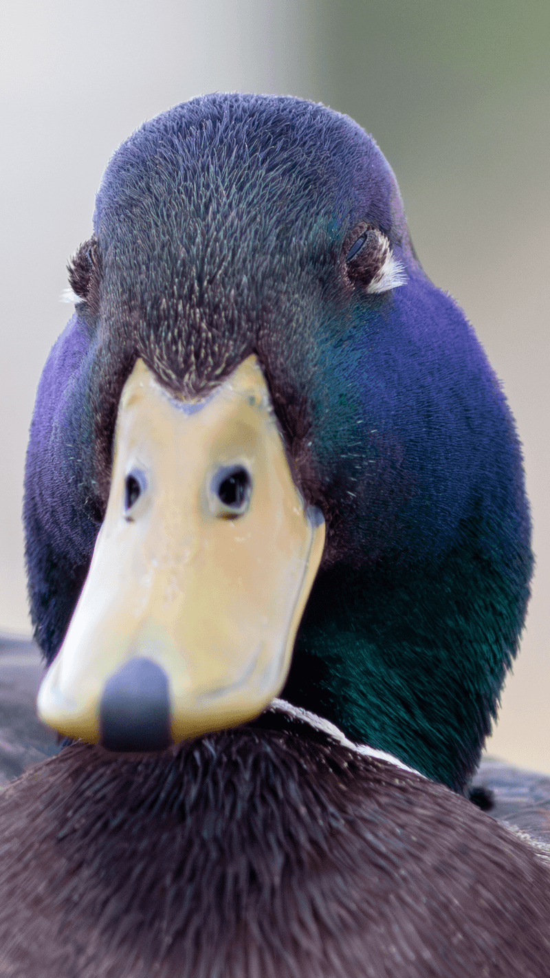 Mallard Duck