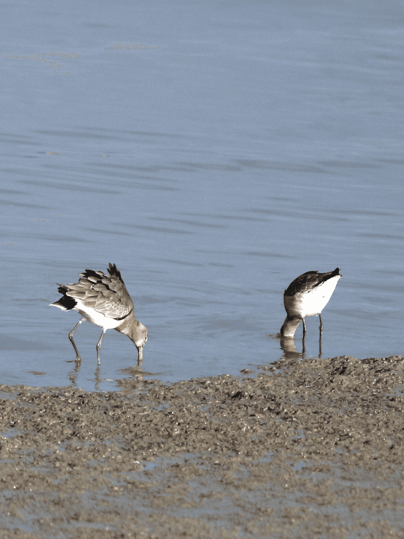 Black-tailed Godwits