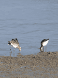 Birds By Water - photo56