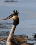 Birds By Water - photo88