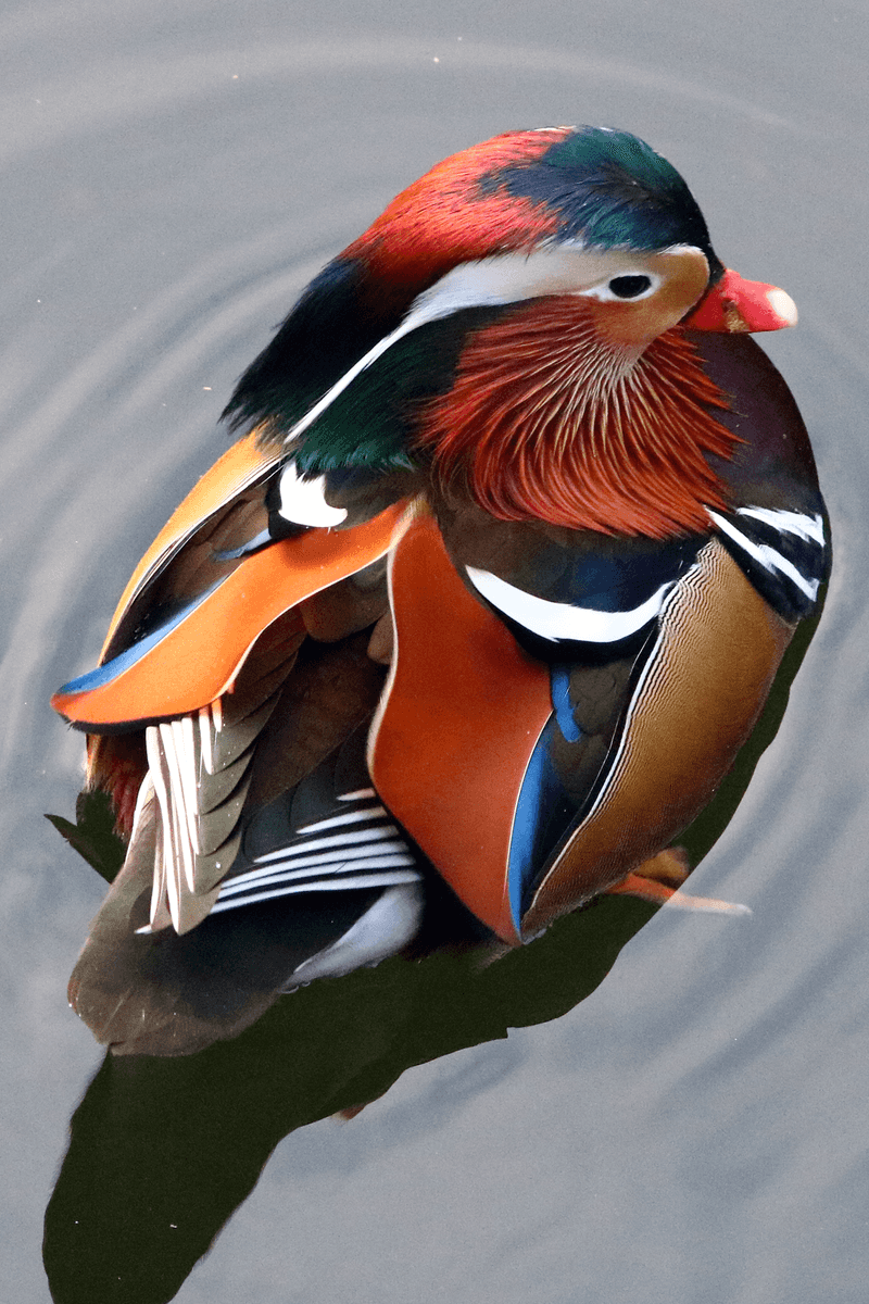 Mandarin Duck