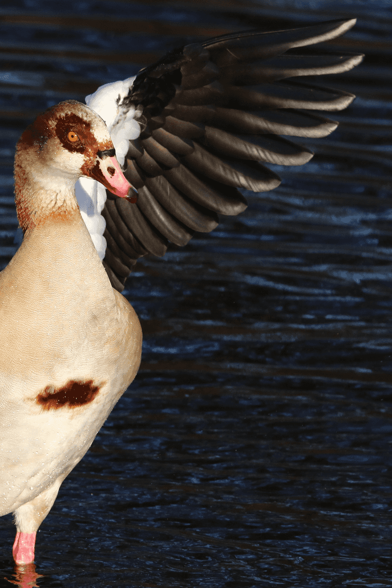 Egyptian Goose