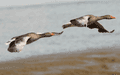 Birds In Flight - photo71