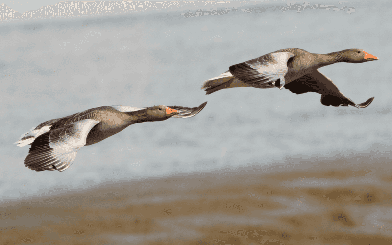 Greylag Geese