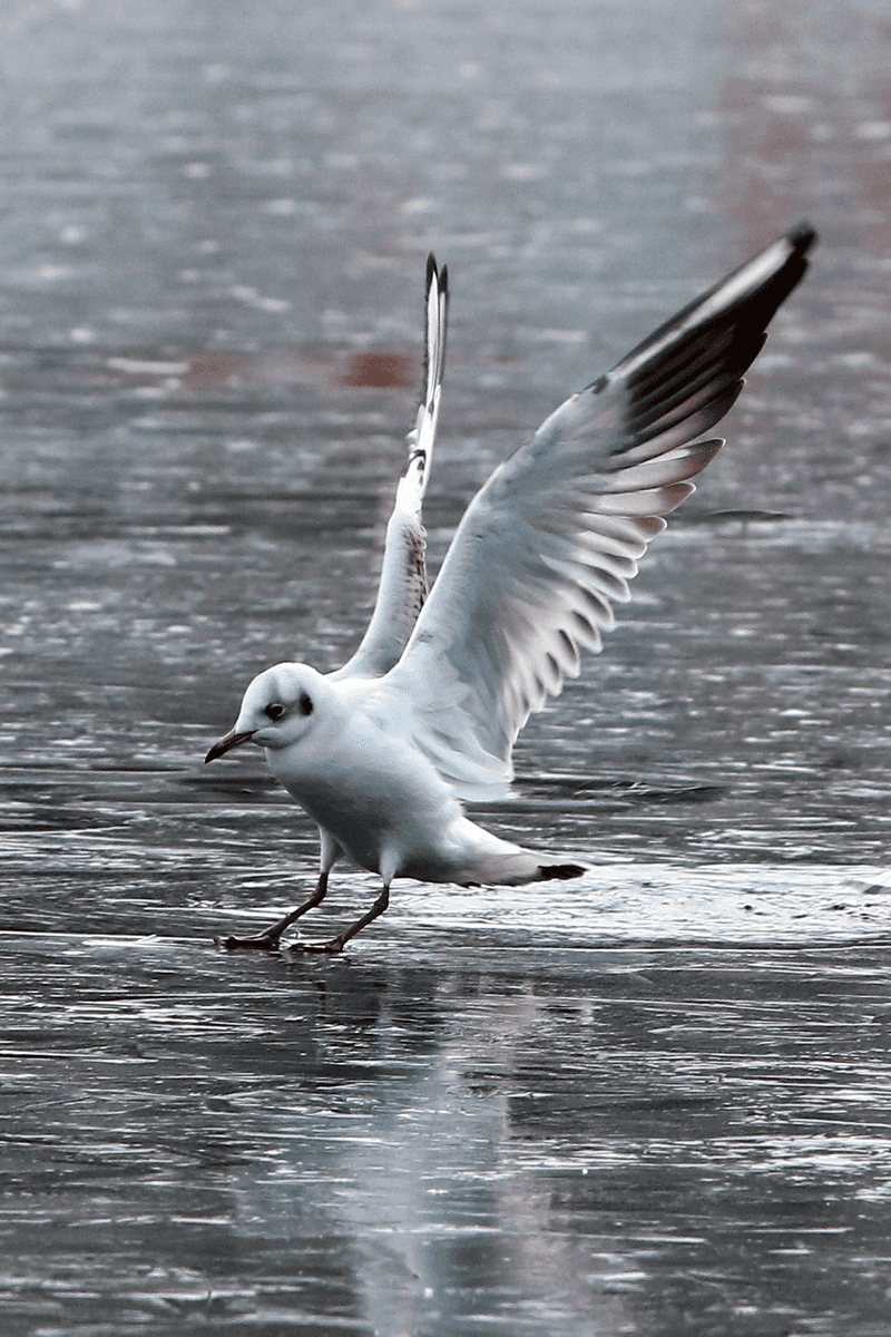 Black-headed Gull