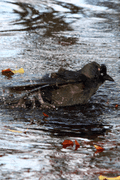 Birds By Water - photo13