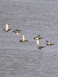 Birds In Flight - photo24