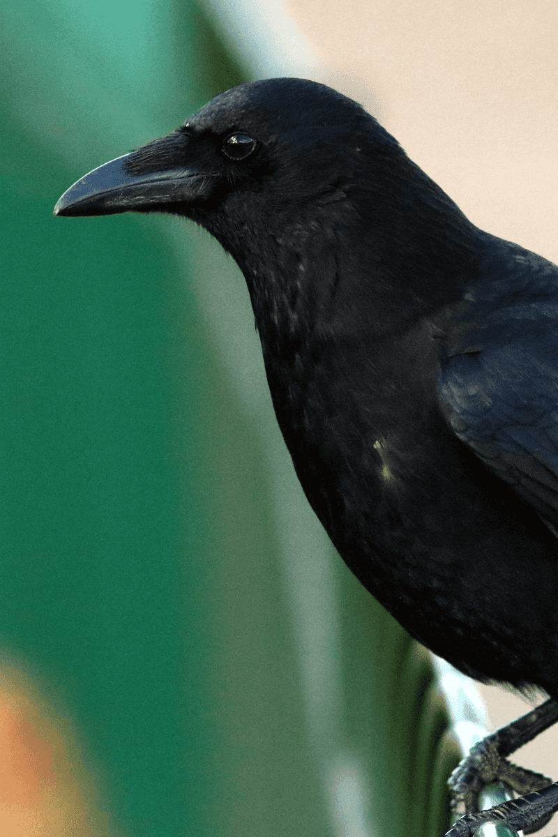 Carrion Crow