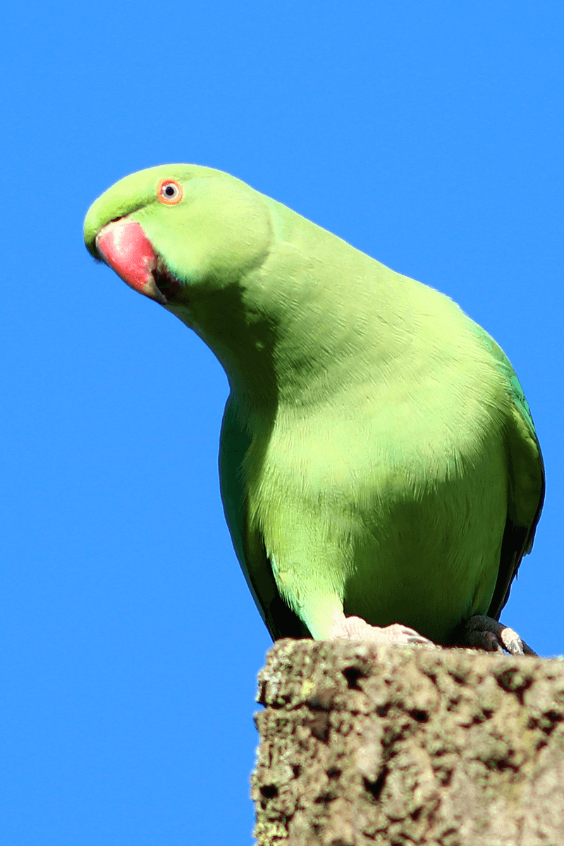 Ring-necked Parakeet