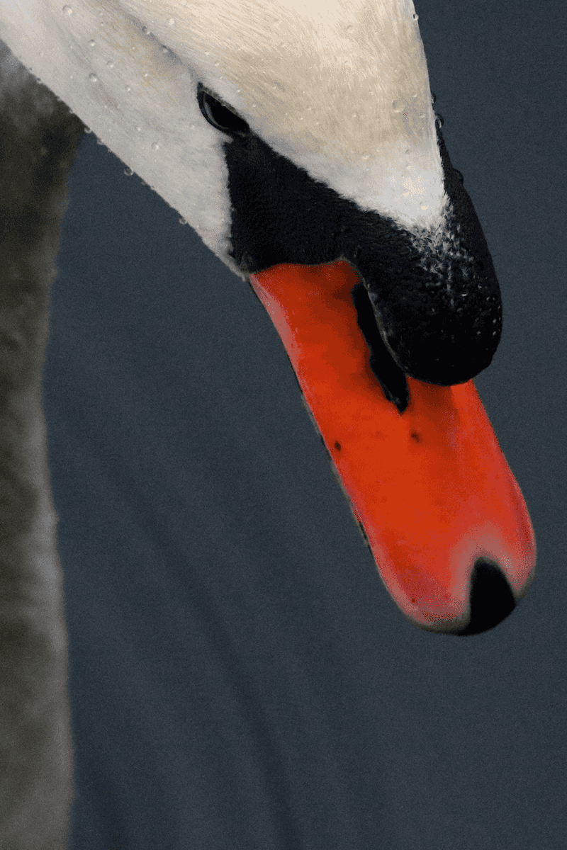 Mute Swan
