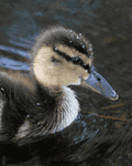 Birds By Water - photo99