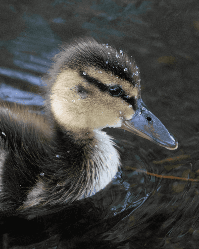 Mallard Duckling