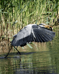 Birds By Water - photo95