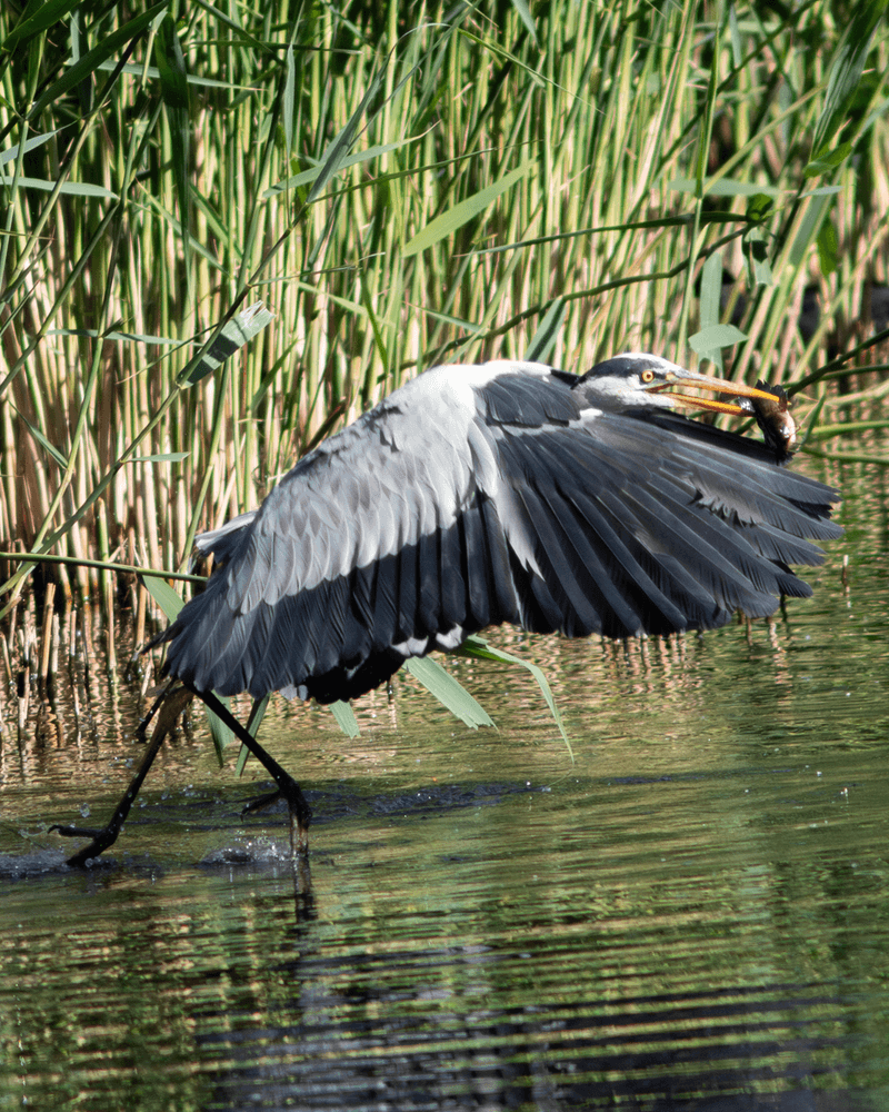 Grey Heron