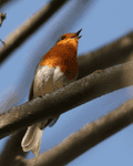 Birds Perched - photo73
