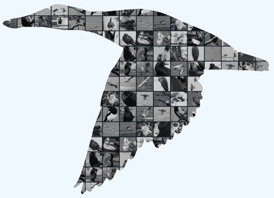 Bird Mosaic