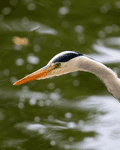 Birds By Water - photo102