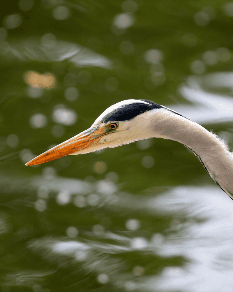 Grey Heron