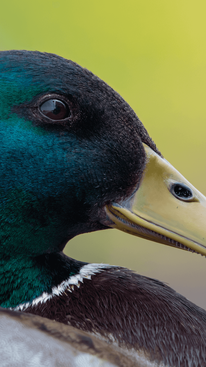 Mallard Duck