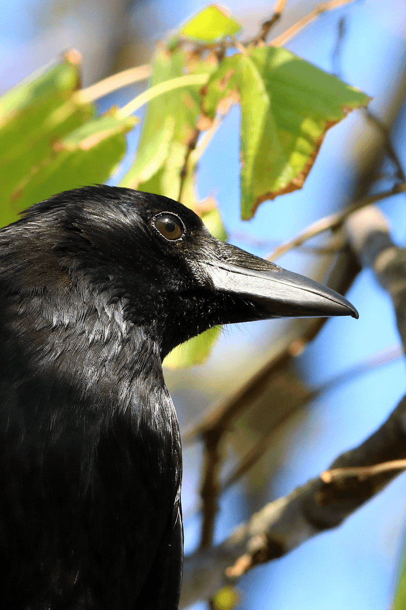 Carrion Crow