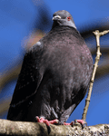 Birds Perched - photo75