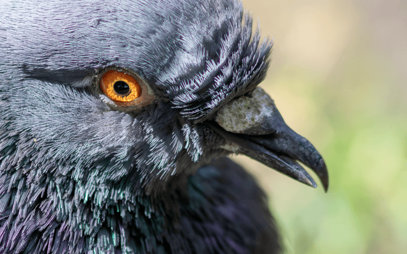 Feral Pigeon