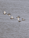 Birds In Flight - photo32